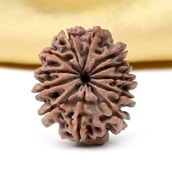12_Mukhi_From_Nepal_Small_Cdxl