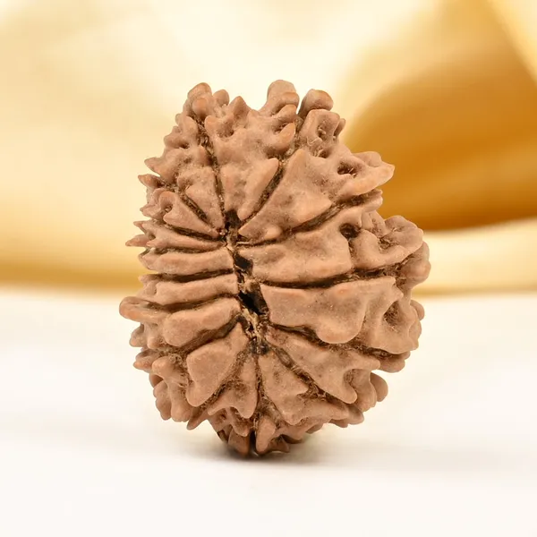 Techpandit_14_Mukhi_Nepali_Rudraksha_Bead