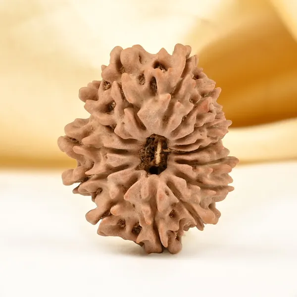 Techpandit_14_Mukhi_Nepali_Rudraksha_Bead