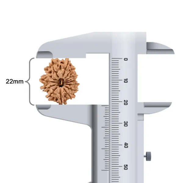 Techpandit_14_Mukhi_Nepali_Rudraksha_Bead