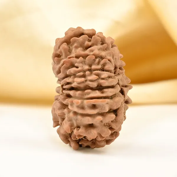 Techpandit_14_Mukhi_Nepali_Rudraksha_Bead