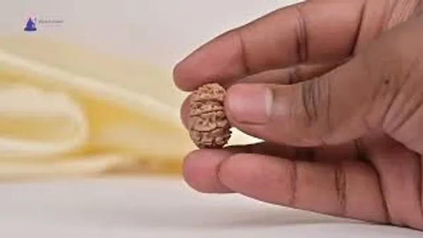 Techpandit_14_Mukhi_Nepali_Rudraksha_Bead