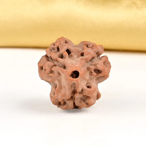 Collector_3_Mukhi_Rudraksha_from_Nepal_-_CDLIX