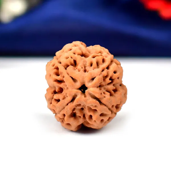 4_Mukhi_Rudraksha_from_Nepal_-_Collector