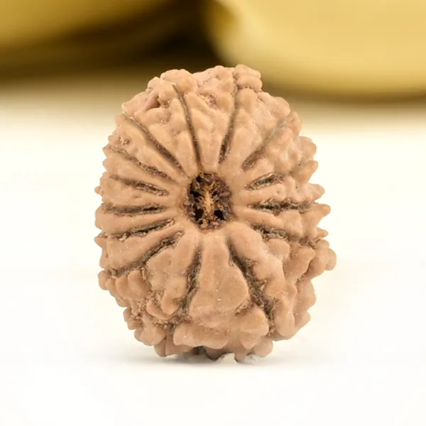 14_Mukhi_From_Nepal_Small_Ccxlvi