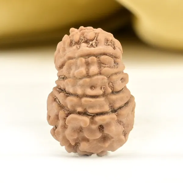 14_Mukhi_From_Nepal_Small_Ccxlvi