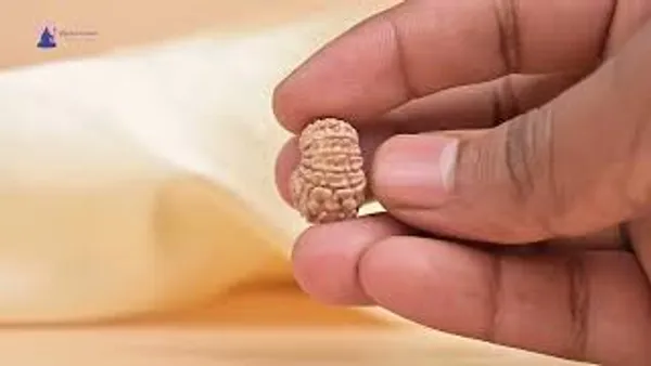 14_Mukhi_From_Nepal_Small_Ccxlvi