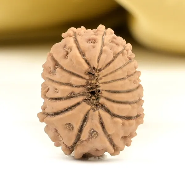 14_Mukhi_From_Nepal_Small_Ccxlvi