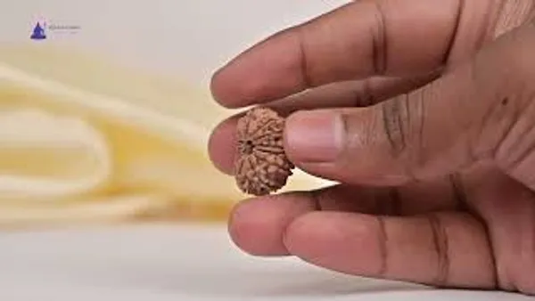 14_Mukhi_From_Nepal_Tiny_Lv