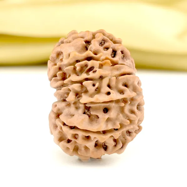 Techpandit_11_Mukhi_Rudraksha_Bead_Nepal_Origin