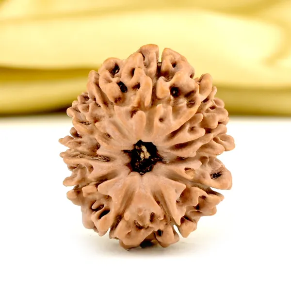 Techpandit_11_Mukhi_Rudraksha_Bead_Nepal_Origin