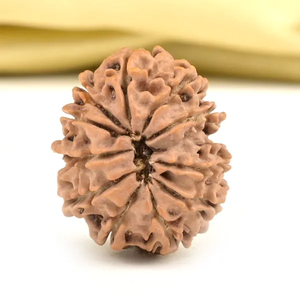 Techpandit_11_Mukhi_Rudraksha_Bead_Nepal_Origin