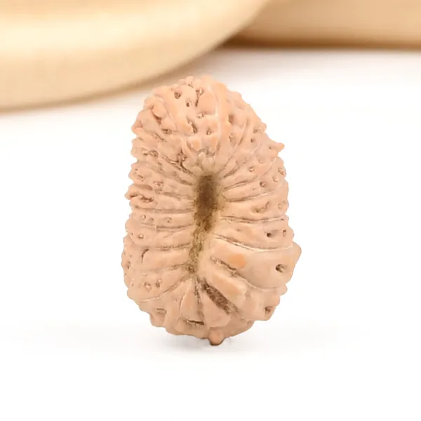 20_Mukhi_From_Java_Indonesia_Cii