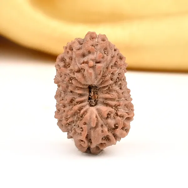 Techpandit_16_Mukhi_Rudraksha_Bead_Java_Indonesia_Large