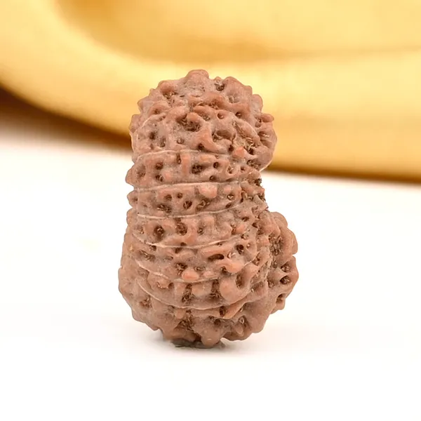 Techpandit_16_Mukhi_Rudraksha_Bead_Java_Indonesia_Large