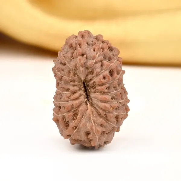 Techpandit_16_Mukhi_Rudraksha_Bead_Java_Indonesia_Large