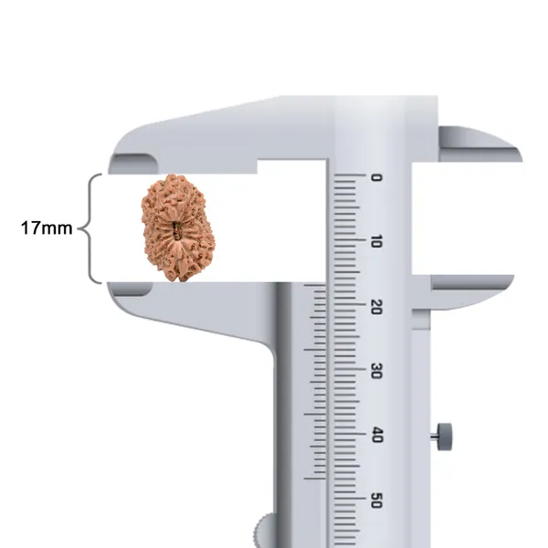 Techpandit_16_Mukhi_Rudraksha_Bead_Java_Indonesia_Large