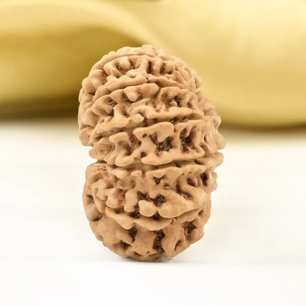 14_Mukhi_From_Nepal_Small_Cclvi
