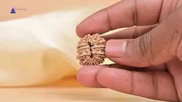 14_Mukhi_From_Nepal_Small_Cclvi