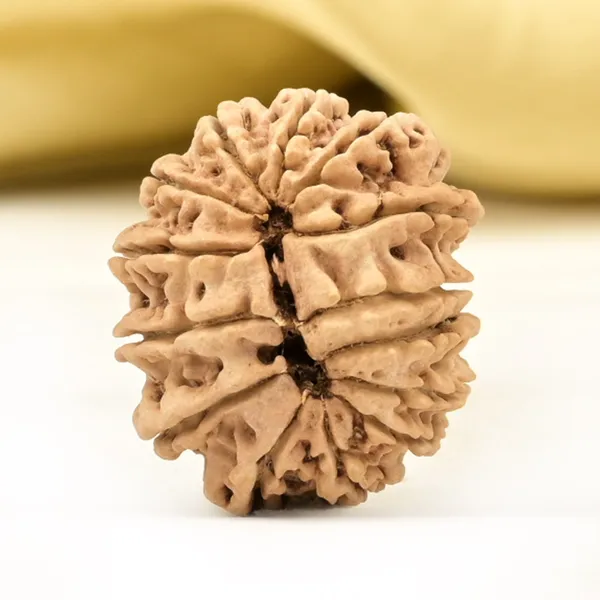 14_Mukhi_From_Nepal_Small_Cclvi