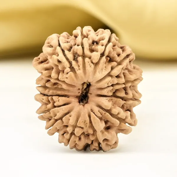14_Mukhi_From_Nepal_Small_Cclvi