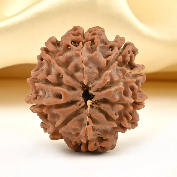 Techpandit_10_Mukhi_Rudraksha_Bead_Nepal