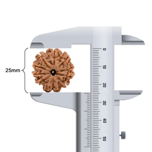 Techpandit_10_Mukhi_Rudraksha_Bead_Nepal