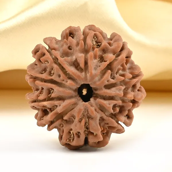 Techpandit_10_Mukhi_Rudraksha_Bead_Nepal