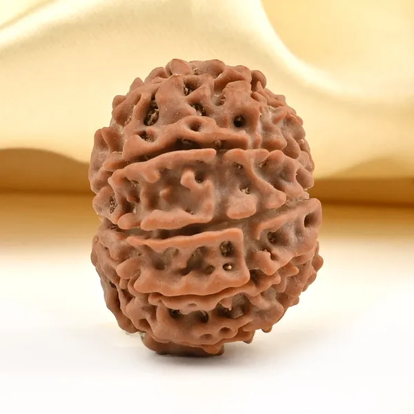 Techpandit_10_Mukhi_Rudraksha_Bead_Nepal