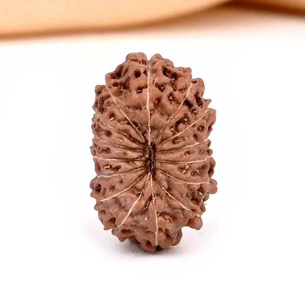 15_Mukhi_Rudraksha_Bead_Java_Indonesia