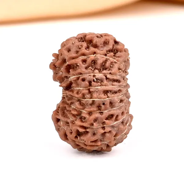 15_Mukhi_Rudraksha_Bead_Java_Indonesia