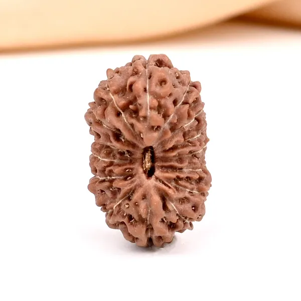 15_Mukhi_Rudraksha_Bead_Java_Indonesia