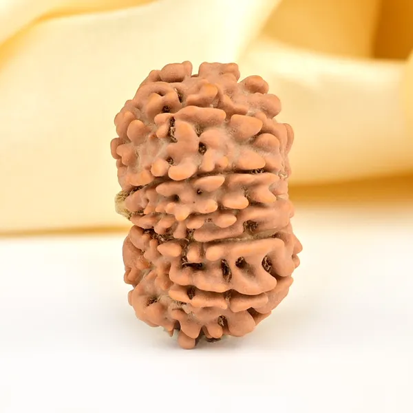 13_Mukhi_From_Nepal_Small_Ccclxxiv