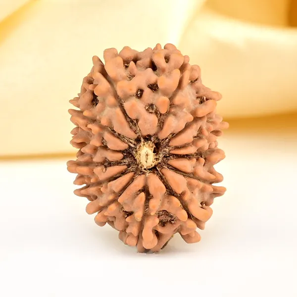 13_Mukhi_From_Nepal_Small_Ccclxxiv