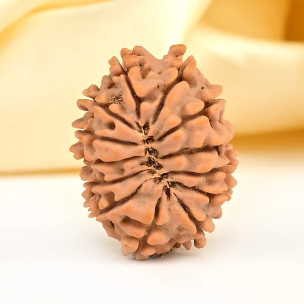 13_Mukhi_From_Nepal_Small_Ccclxxiv