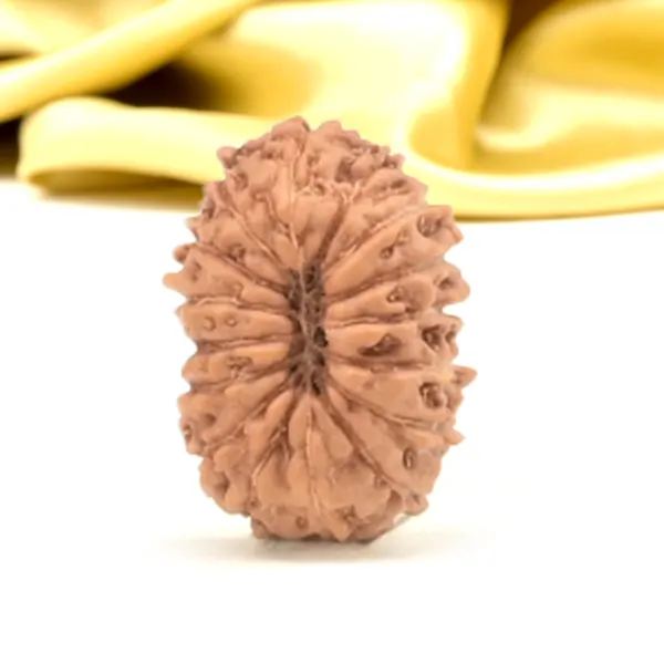 16_Mukhi_From_Java_Indonesia_Small_Clxiii