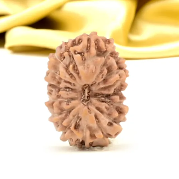 16_Mukhi_From_Java_Indonesia_Small_Clxiii