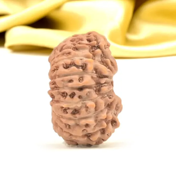 16_Mukhi_From_Java_Indonesia_Small_Clxiii
