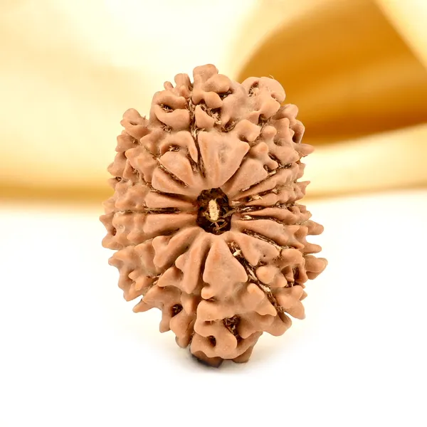 14_Mukhi_Rudraksha_Tiny_Bead_From_Nepal