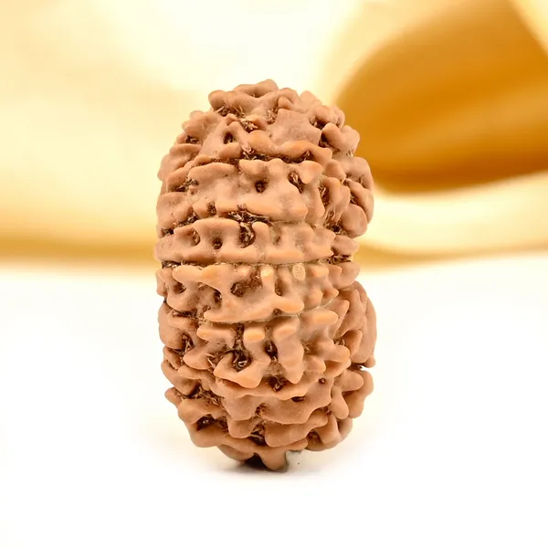 14_Mukhi_Rudraksha_Tiny_Bead_From_Nepal
