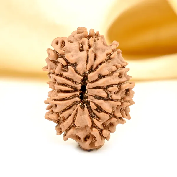 14_Mukhi_Rudraksha_Tiny_Bead_From_Nepal