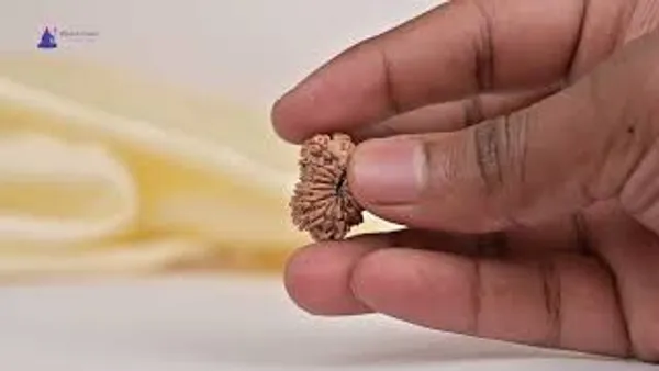 14_Mukhi_Rudraksha_Tiny_Bead_From_Nepal
