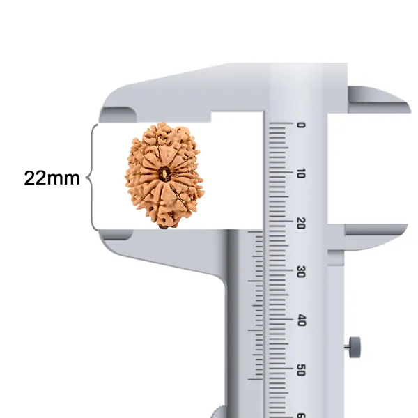14_Mukhi_Rudraksha_Tiny_Bead_From_Nepal
