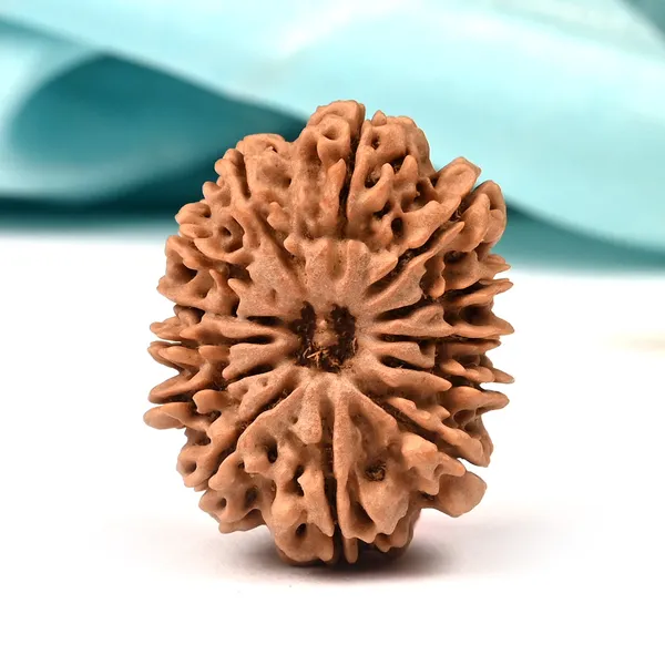13_Mukhi_From_Nepal_Large_Ci