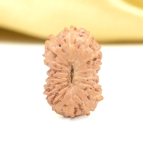 16_Mukhi_From_Java_Indonesia_Small_Cliii