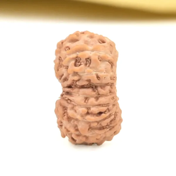16_Mukhi_From_Java_Indonesia_Small_Cliii