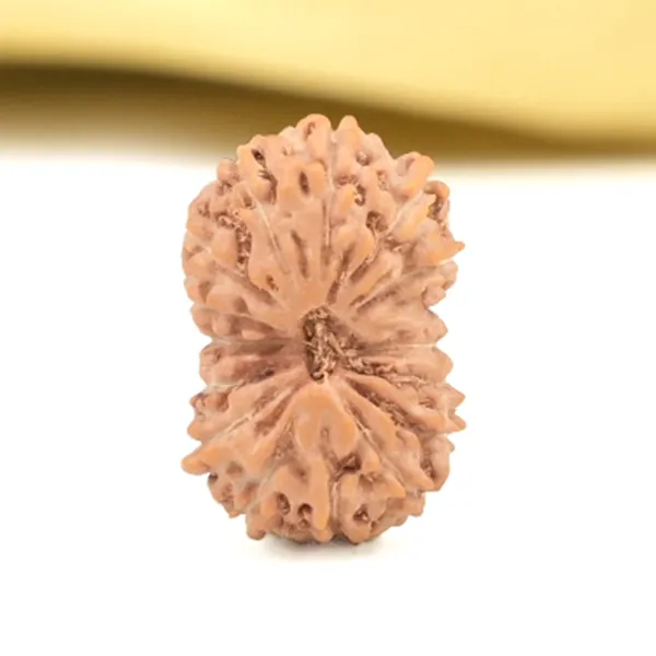 16_Mukhi_From_Java_Indonesia_Small_Cliii