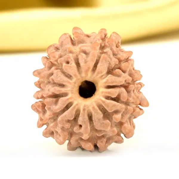 12_Mukhi_From_Nepal_Extra_Small