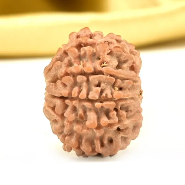 12_Mukhi_From_Nepal_Extra_Small