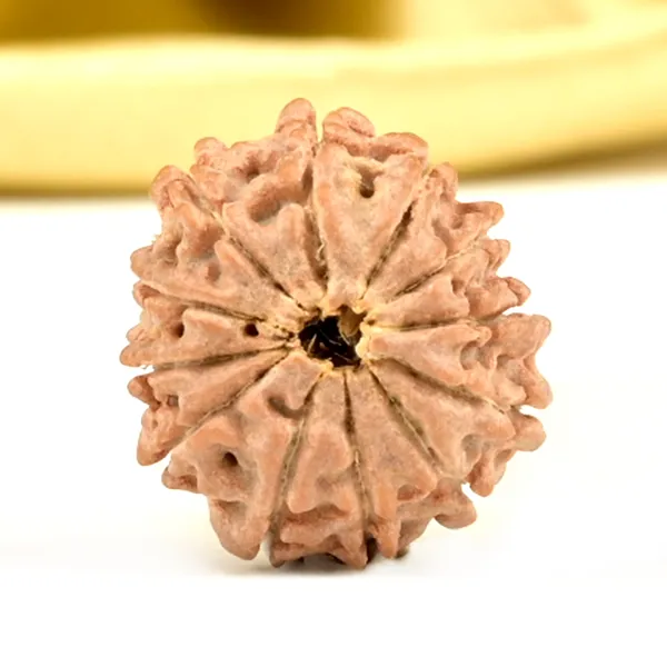 12_Mukhi_From_Nepal_Extra_Small